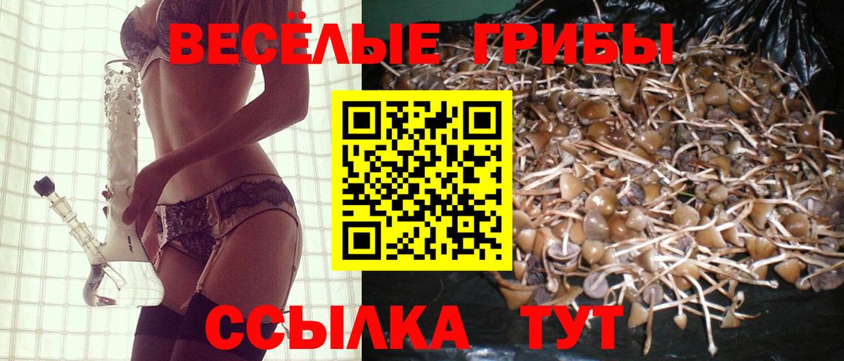 Псилоцибиновые грибы Psilocybe Шарыпово